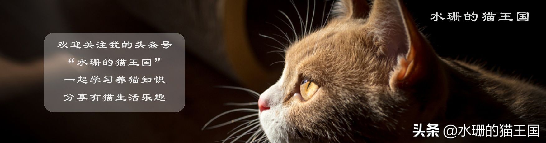 母猫绝育子宫全切还是半切好,猫咪绝育母猫子宫在哪里