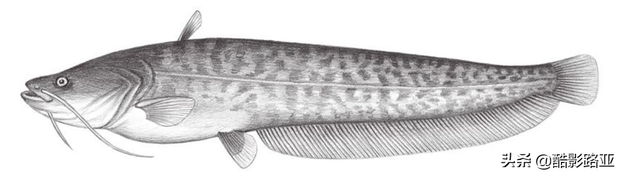 路亚鱼种对应假饵和钓法,新手钓路亚建议什么竿