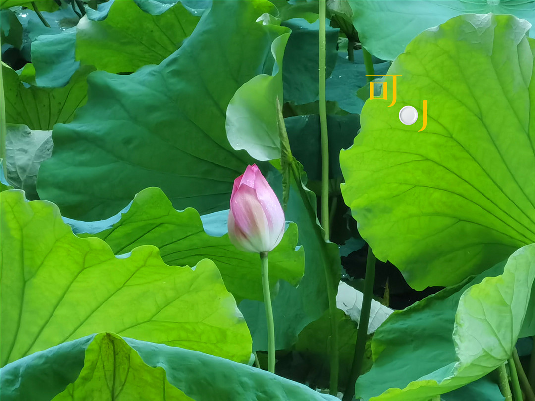 湖州荻港渔庄美食,湖州荻港渔庄的特点美食