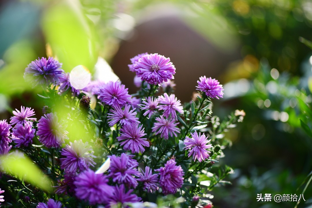 扶不起的绿植,扶不起的绿植视频