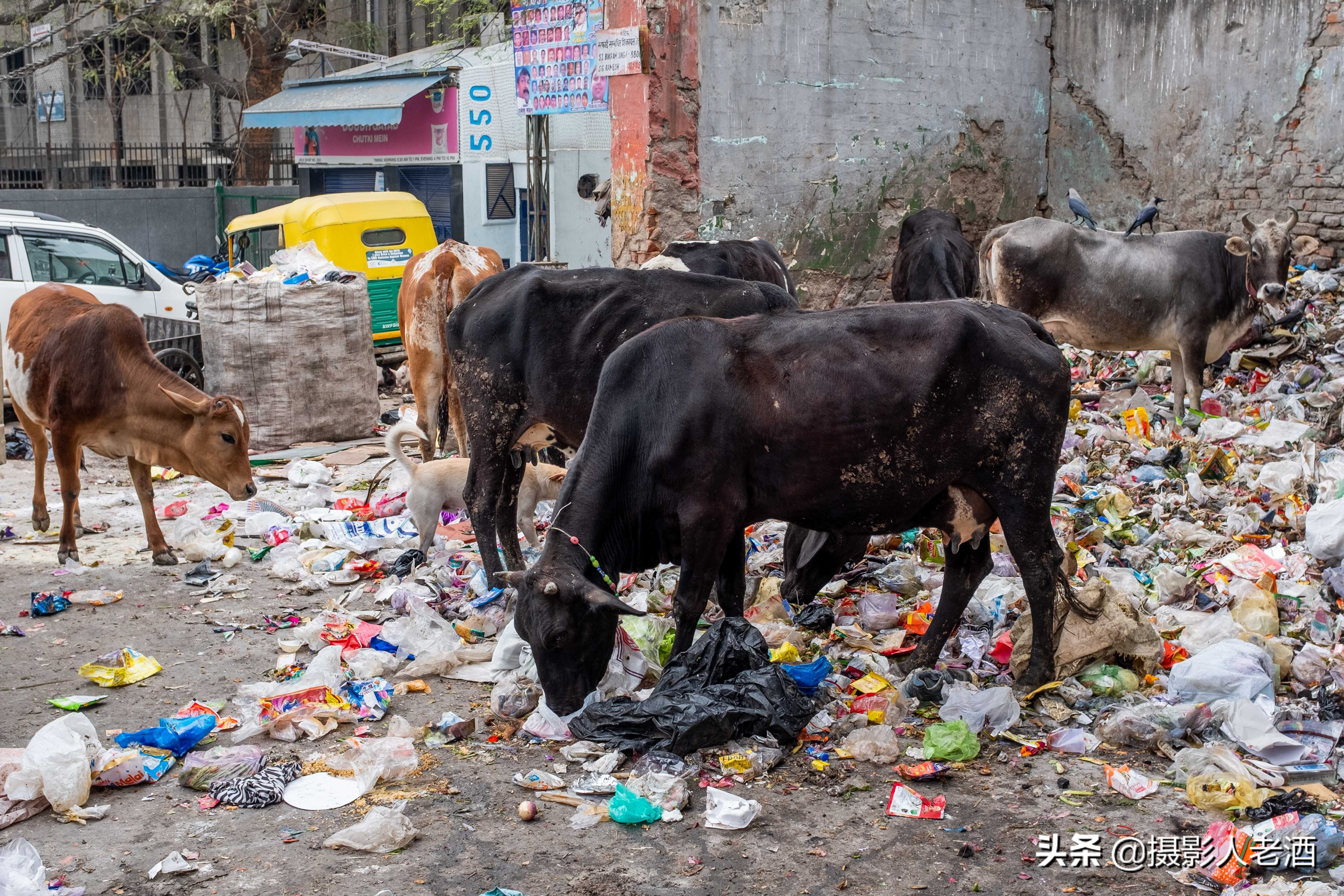 印度的印度教人吃牛肉吗,印度教不吃牛肉的原因