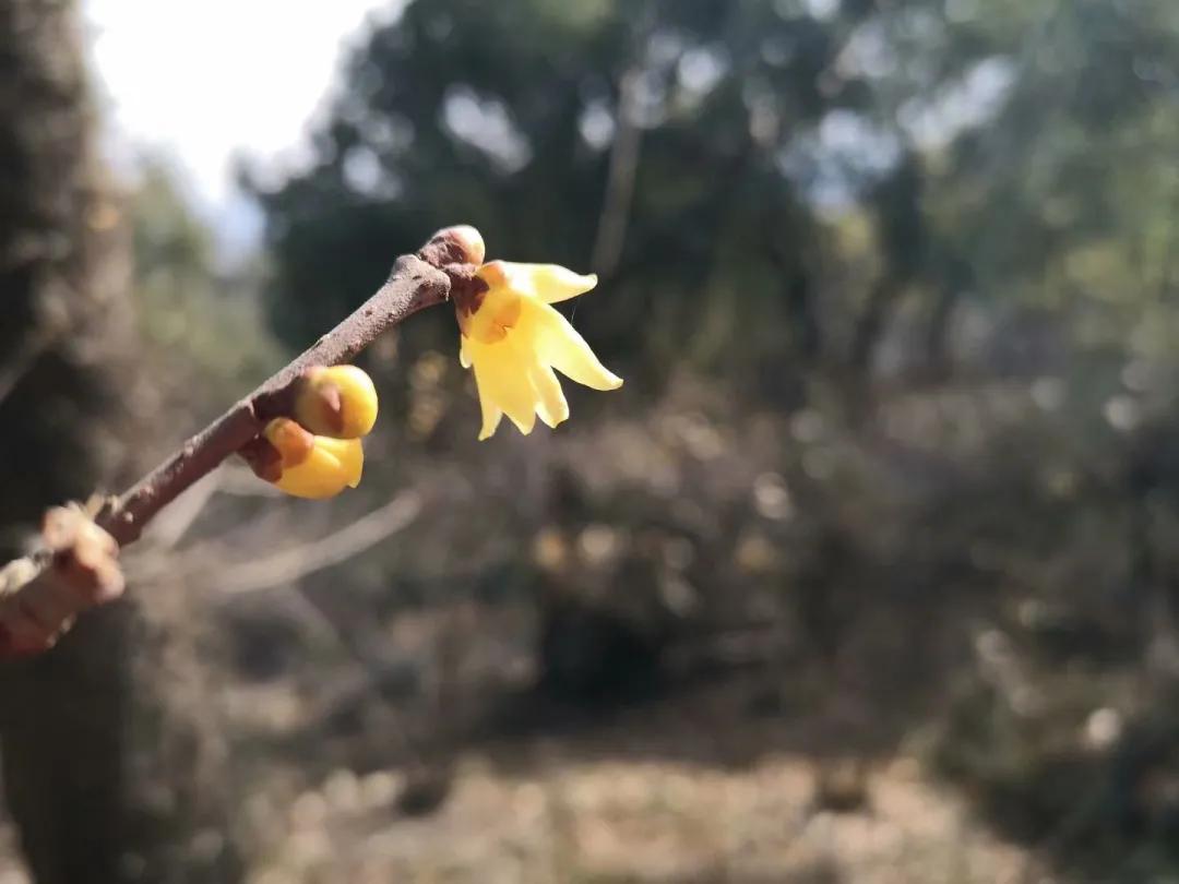 小楼周刊2024第11期,小楼周刊2021年第36期