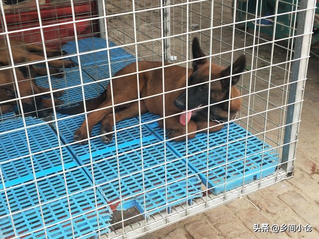 开封狗品种大全,开封狗市是中国最大的吗