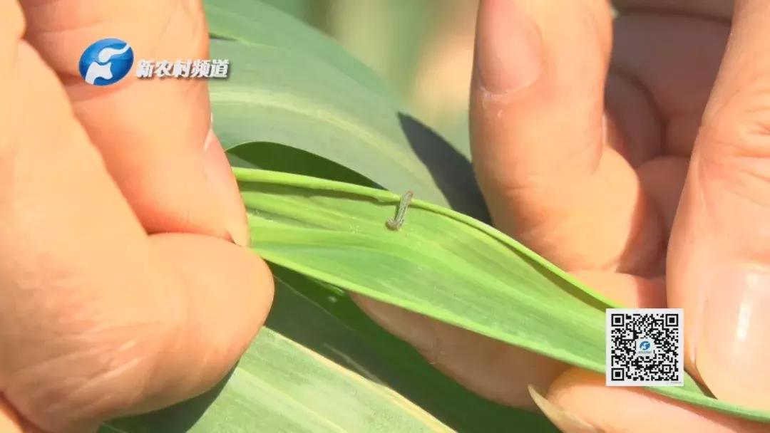 谷子病虫害防治技术宣传画册,谷子病虫害中午可打农药吗