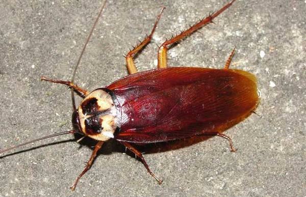 家里有很多蟑螂该怎么处理,发现家里有很多小蟑螂怎么处理