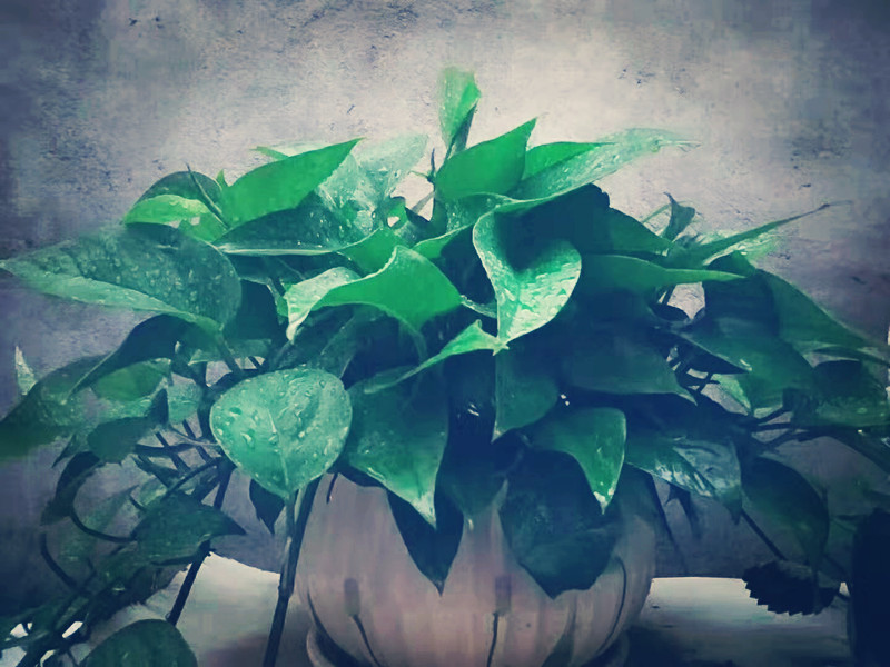 2024届高三一轮英语复习资料,2021高考一轮复习人教版英语