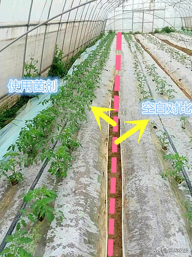 微生物菌剂的意义,冲施微生物菌剂的作用