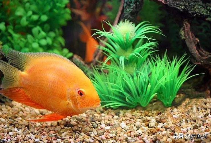 雨水养鱼对观赏鱼有影响吗,下雨天怎么养观赏鱼好养