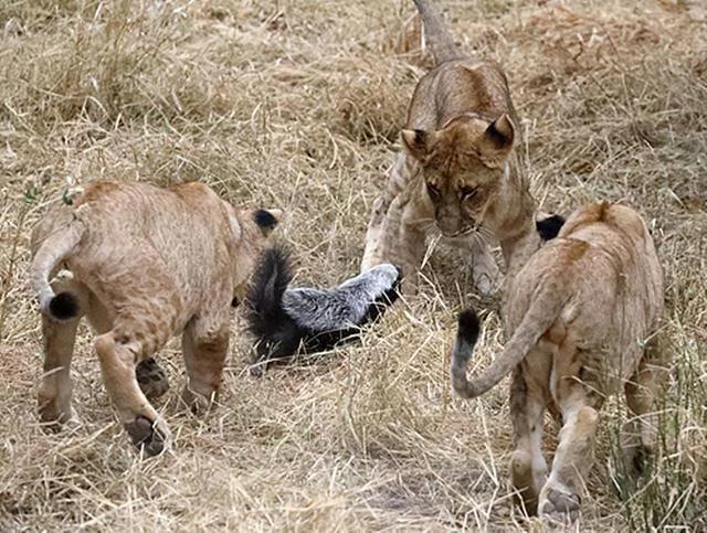 平头哥对上“非洲二哥”谁会赢？一个是真“虎”，一个是真牛