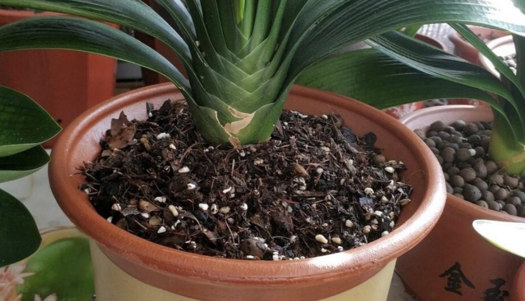 养花土一般用什么土比较好,家庭专用养花土