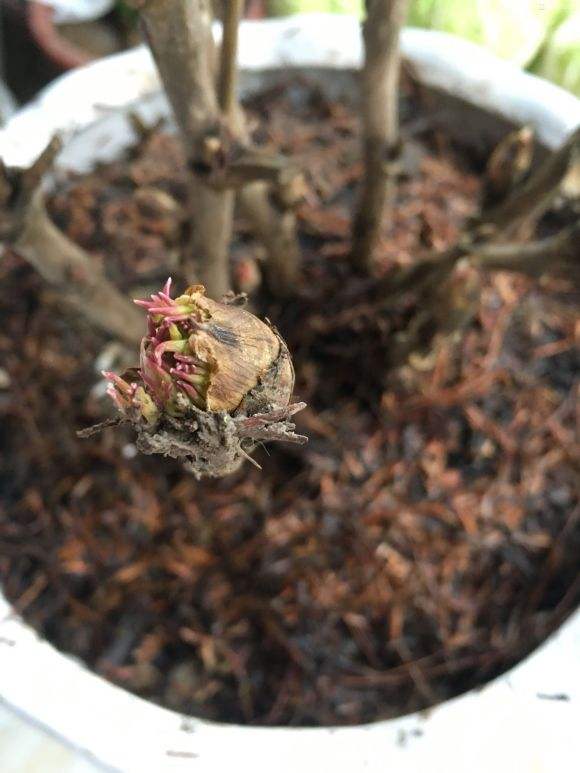 种植牡丹需要注意事项,栽种牡丹使用什么土好