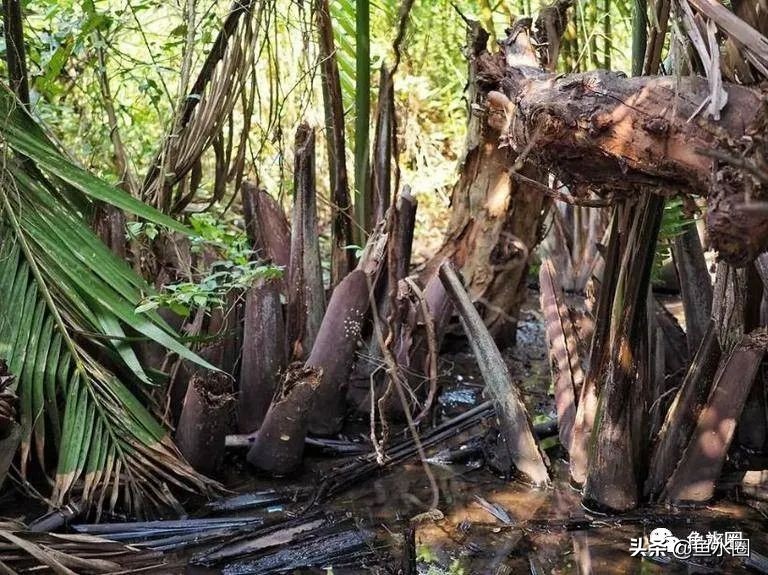 泰国斗鱼和中国斗鱼的杂交品种,中国斗鱼与泰国斗鱼哪个更厉害