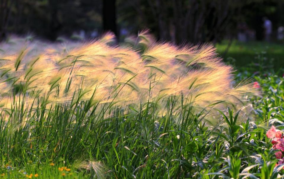 离离原上草中的离离是什么意思,离离原上草中的离离是指的什么