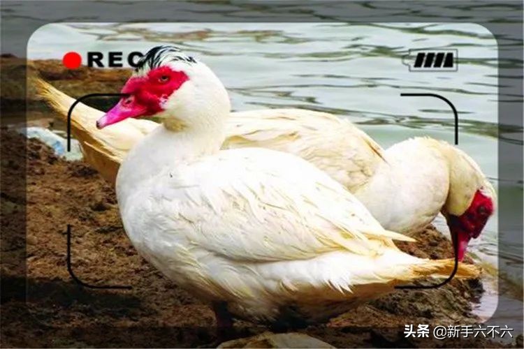 适合农村创业的十大养殖项目,适合农村创业的十大养殖创业项目