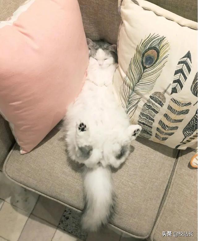 可爱治愈系猫咪图片,治愈猫咪照片橘猫