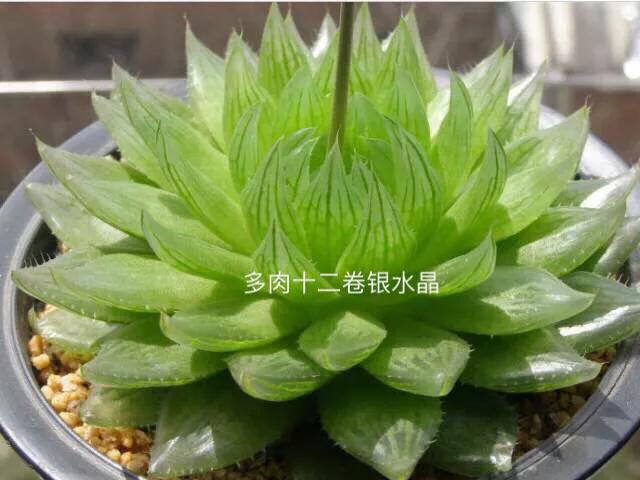 好看好养的多肉类植物,多肉类植物好看