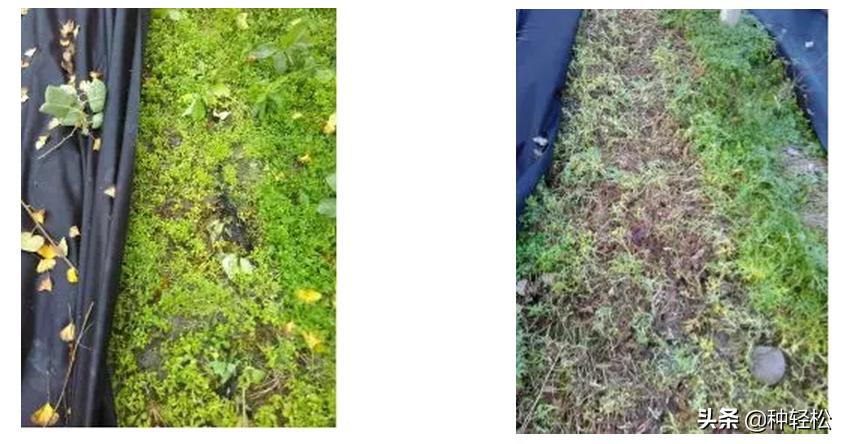 搞农业真的难吗,不打除草剂能除草的方法