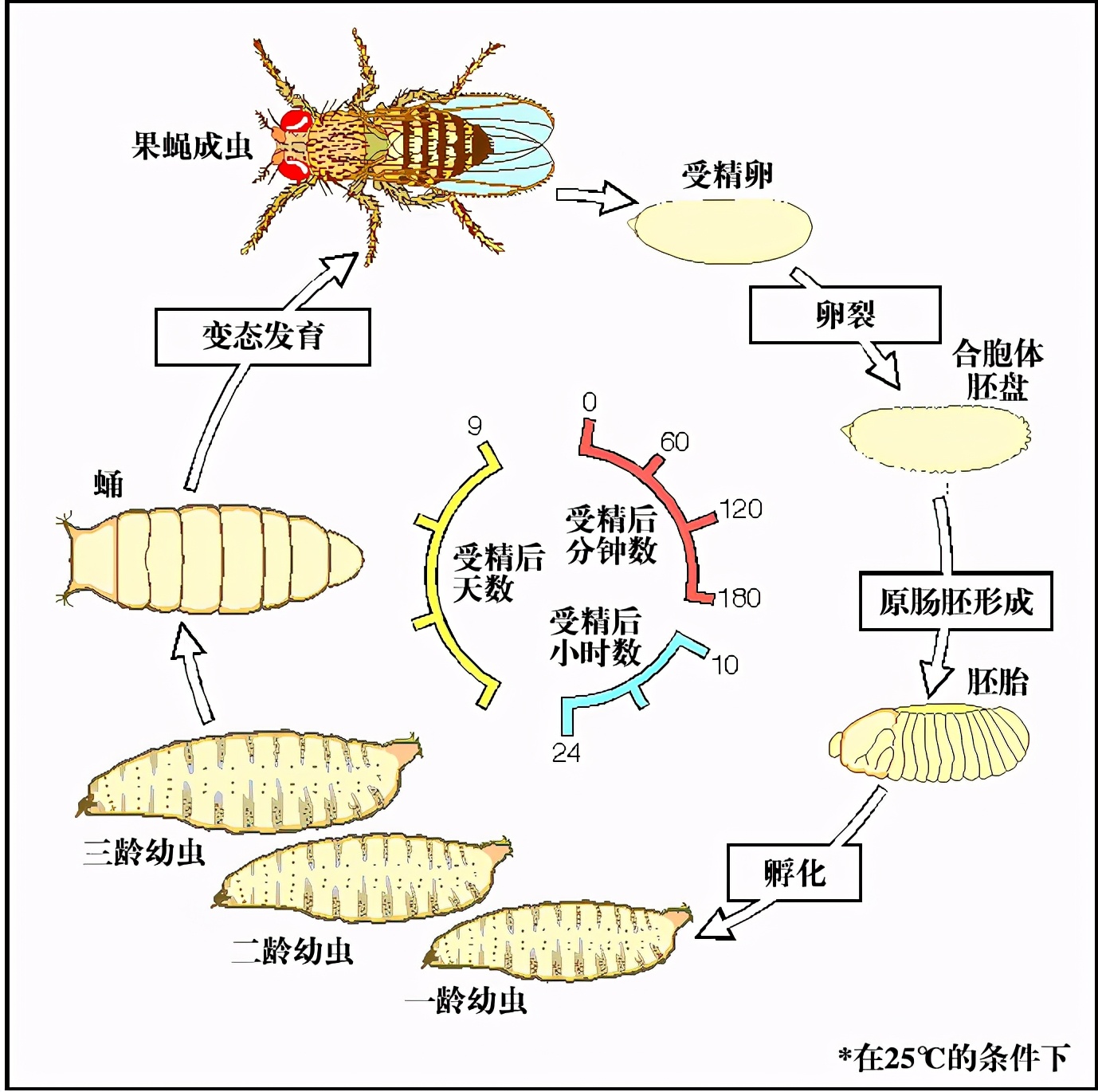 青岛海关截获美国包裹，内含7000多只黑腹果蝇，偷运只为做实验？