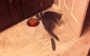 小佩宠物饮水机漏水,小佩饮水机漏电对宠物有害吗