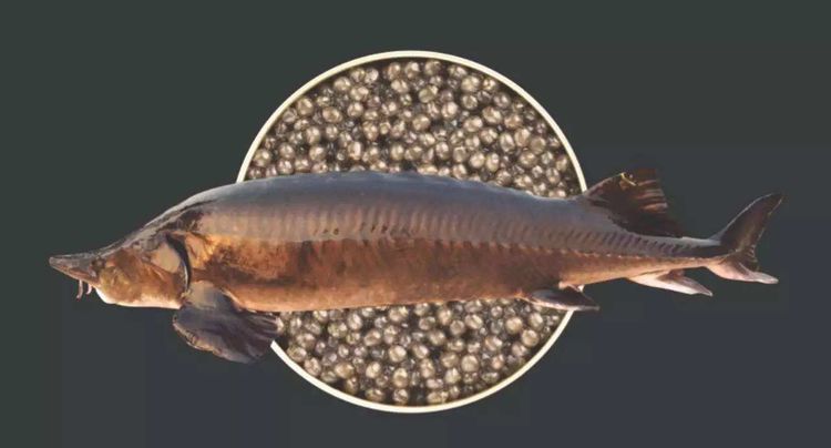 欧鳇是食肉鱼吗,欧洲鳇是欧洲最大淡水鱼吗