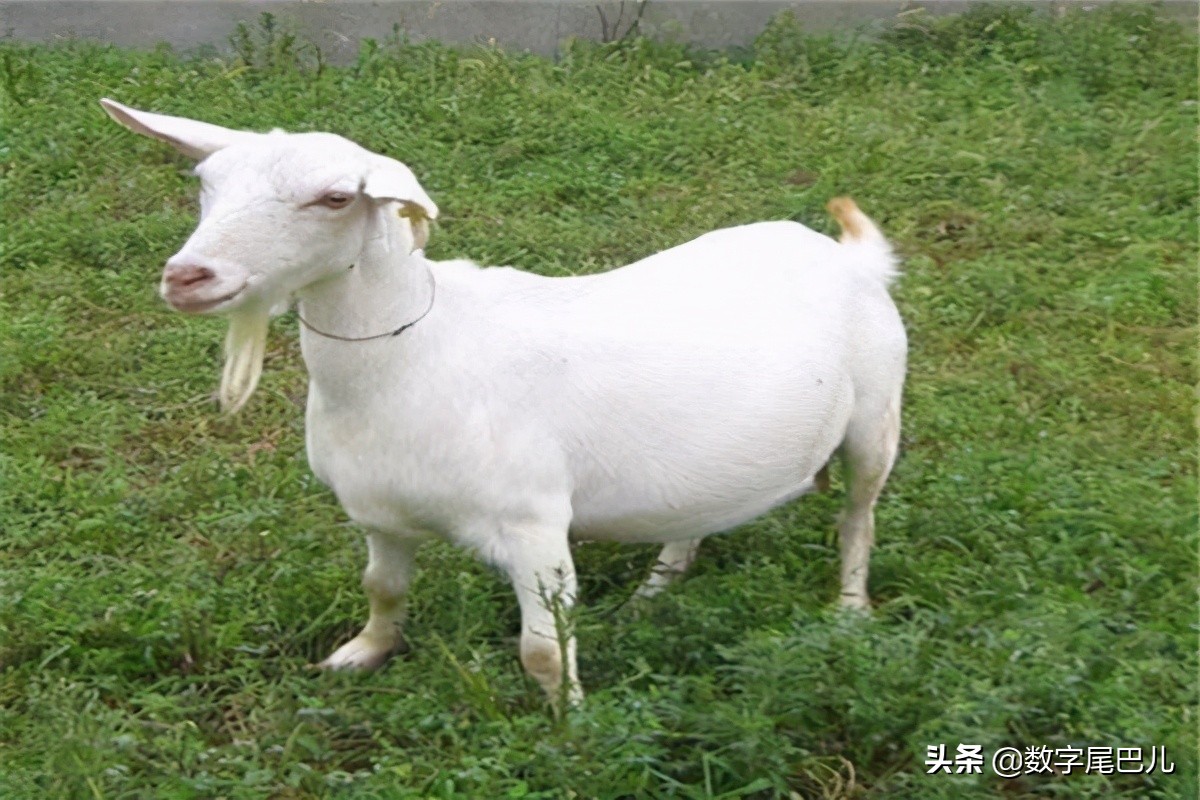 竹鼠养殖前景好脱贫致富信心足,竹鼠养殖创业致富经验介绍