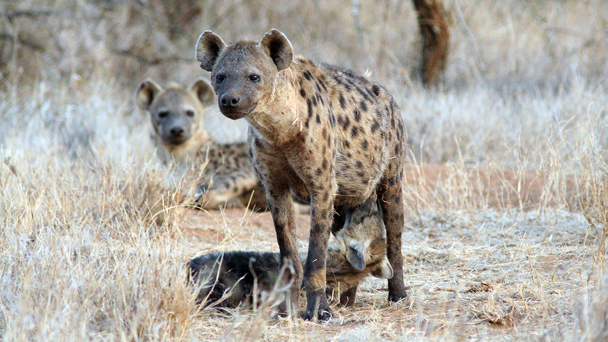 斑鬣狗是不是最厉害的动物,斑鬣狗是什么样的动物