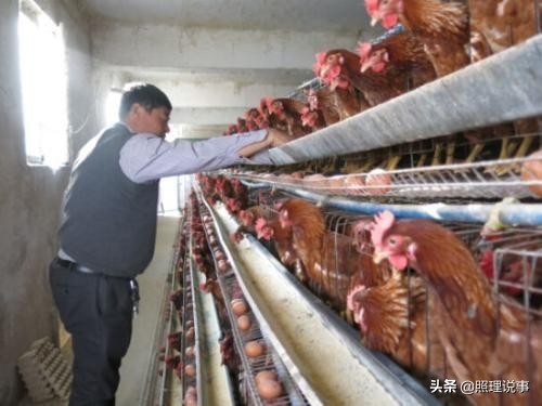 台湾天价鸡蛋限购,台湾限购令