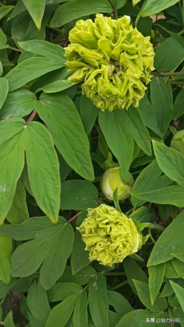 牡丹的一生简单历程文字描述,牡丹的历史和发展