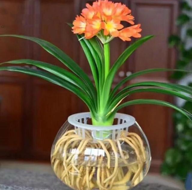 水培郁金香花期过后怎么处理叶子,4种花适合新手养漂亮好养