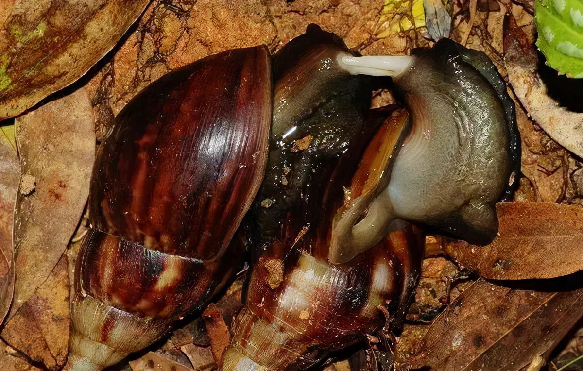 入侵物种非洲大蜗牛，雌雄同体“自导自演”繁殖后代？答案来了