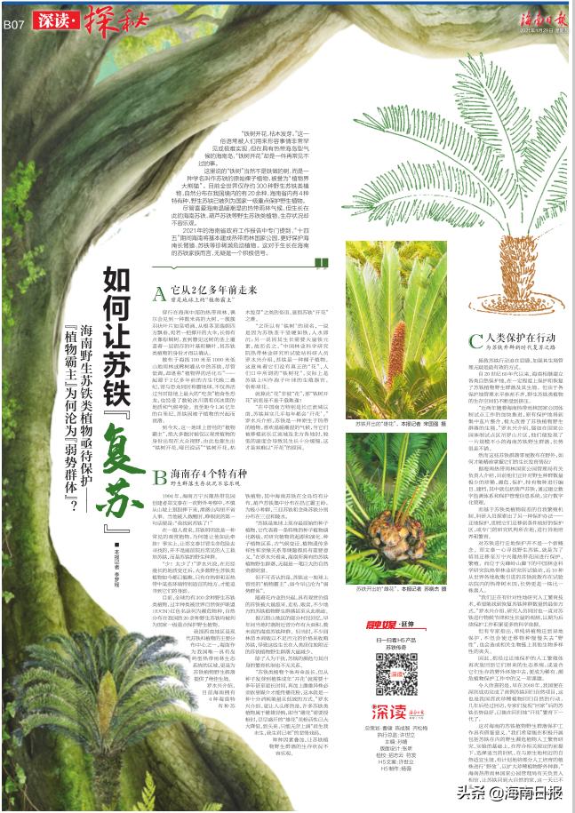 它是名符其实的海南“老铁”，堪称“植物界的活化石”