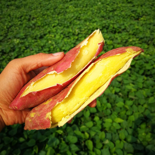 软糯香甜的红蜜薯,又甜又糯又软的天目山香薯