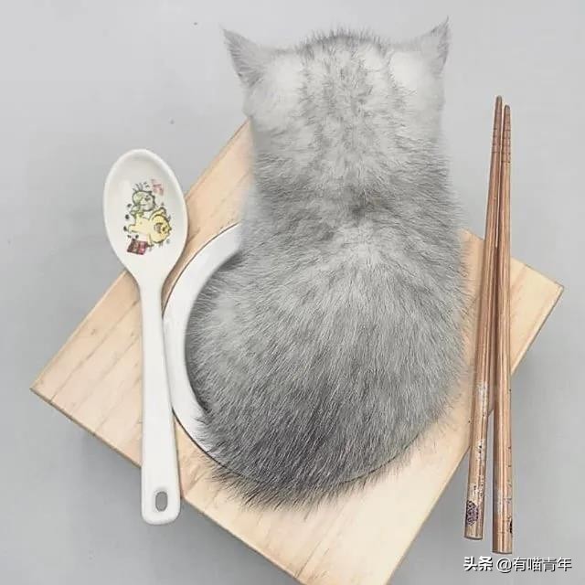 最可怕的5种猫,盘点很可怕的几种猫