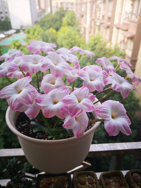 几种很耐热的盆栽花卉，适合夏天养，叶绿花美，花期长，养护简单