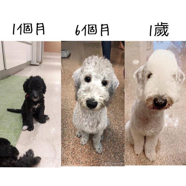 小狗出生全是黑毛长大后会变吗,白毛小狗长大后变黄