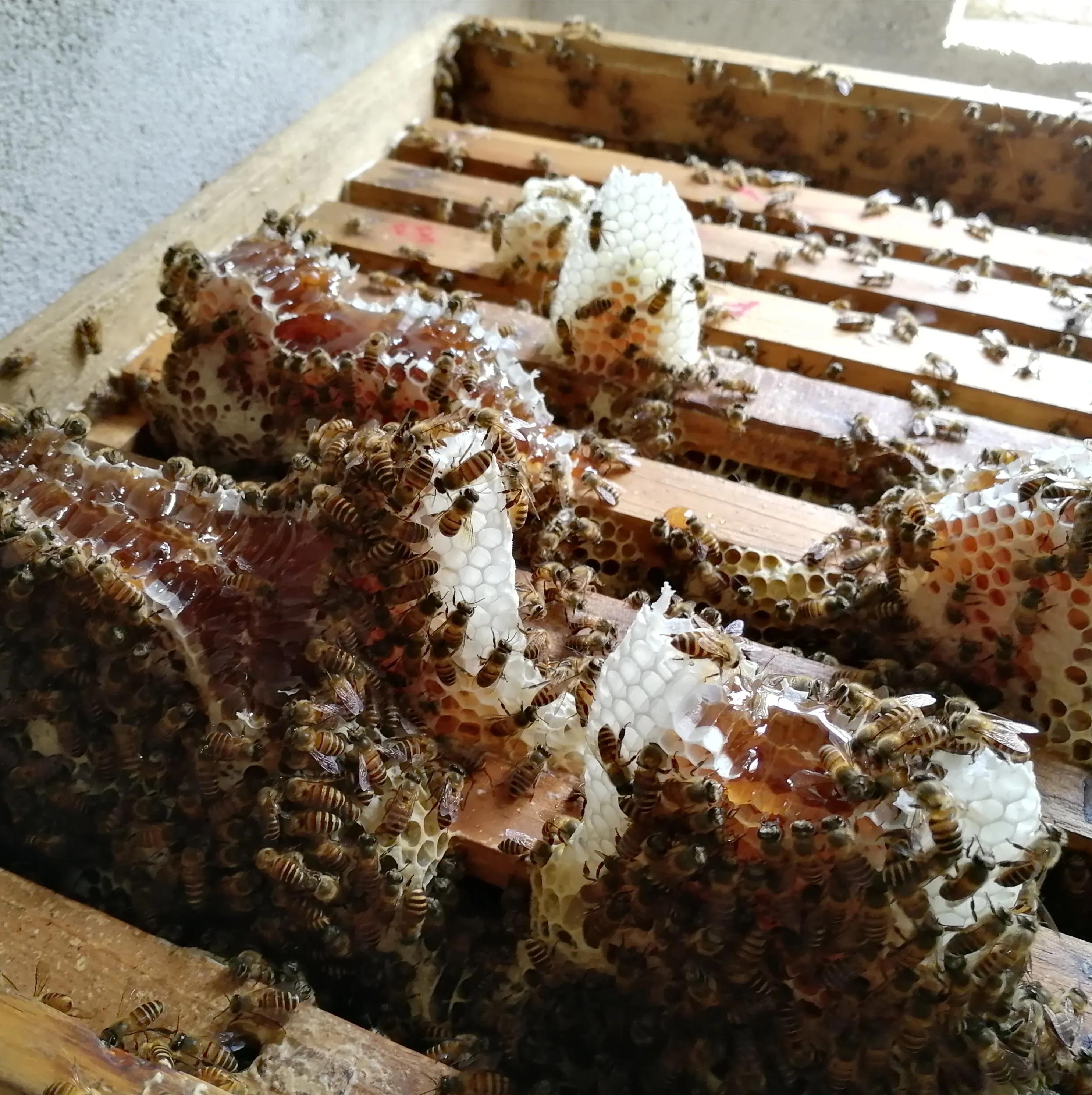 蜂农说的土蜂蜜是怎么回事,土蜂蜜为什么越来越不好卖了