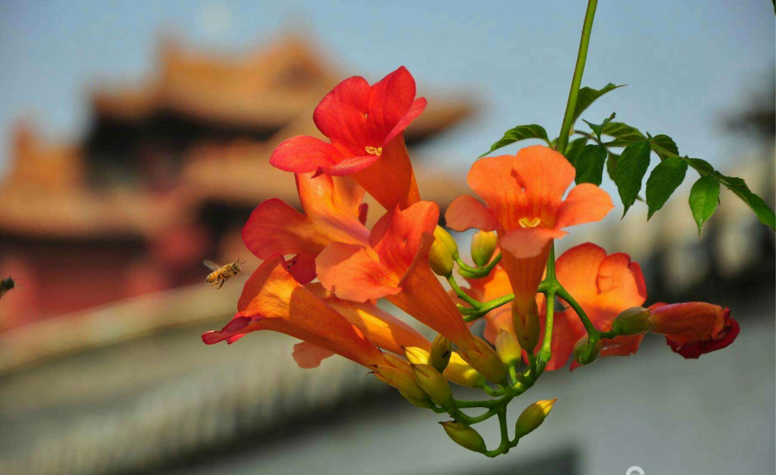 点赞文案怎么编辑发朋友圈,吸引朋友为朋友圈点赞的文案