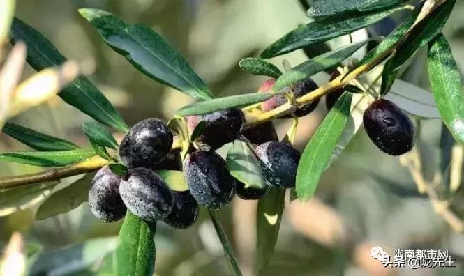 陇南市最大的城市,陇南中心城市