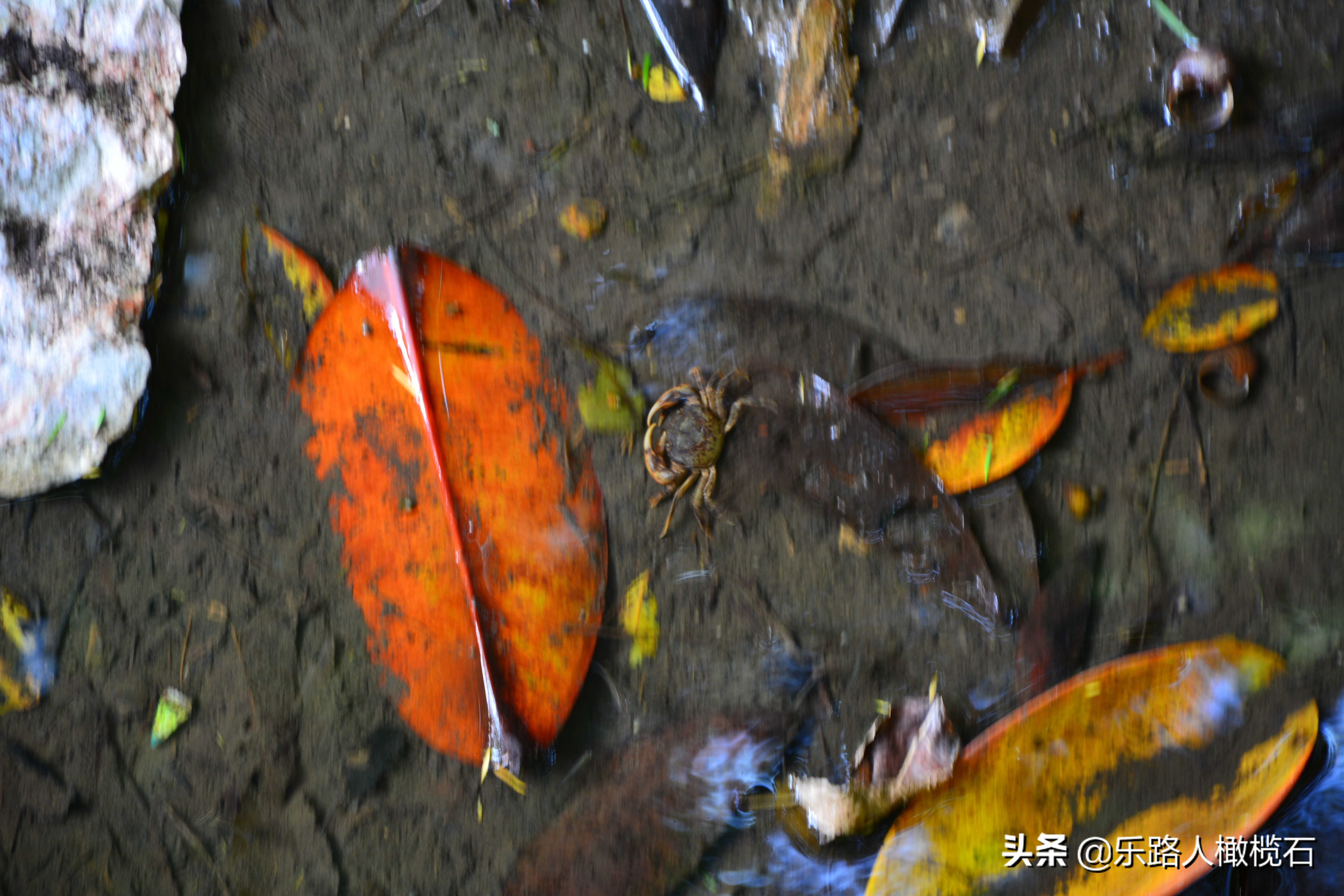 深圳园博园有什么好玩的,深圳园博园旅游指南