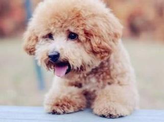 常对泰迪犬做这6件事益处多多,泰迪犬最怕的五种惩罚是什么