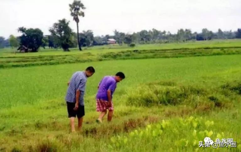 泰国斗鱼和中国斗鱼的杂交品种,中国斗鱼与泰国斗鱼哪个更厉害