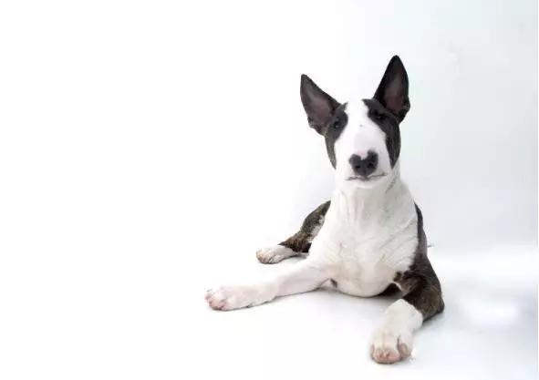 45种狗狗,45种狗类