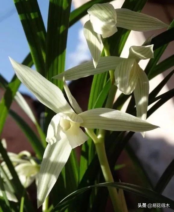 大雪素莲瓣兰和剑阳蝶多少钱一苗,莲瓣兰大雪素和老种大雪素的区别