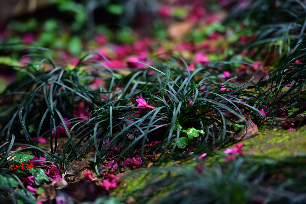 一春芳意，三月如风，日长风静，花影闲相照。