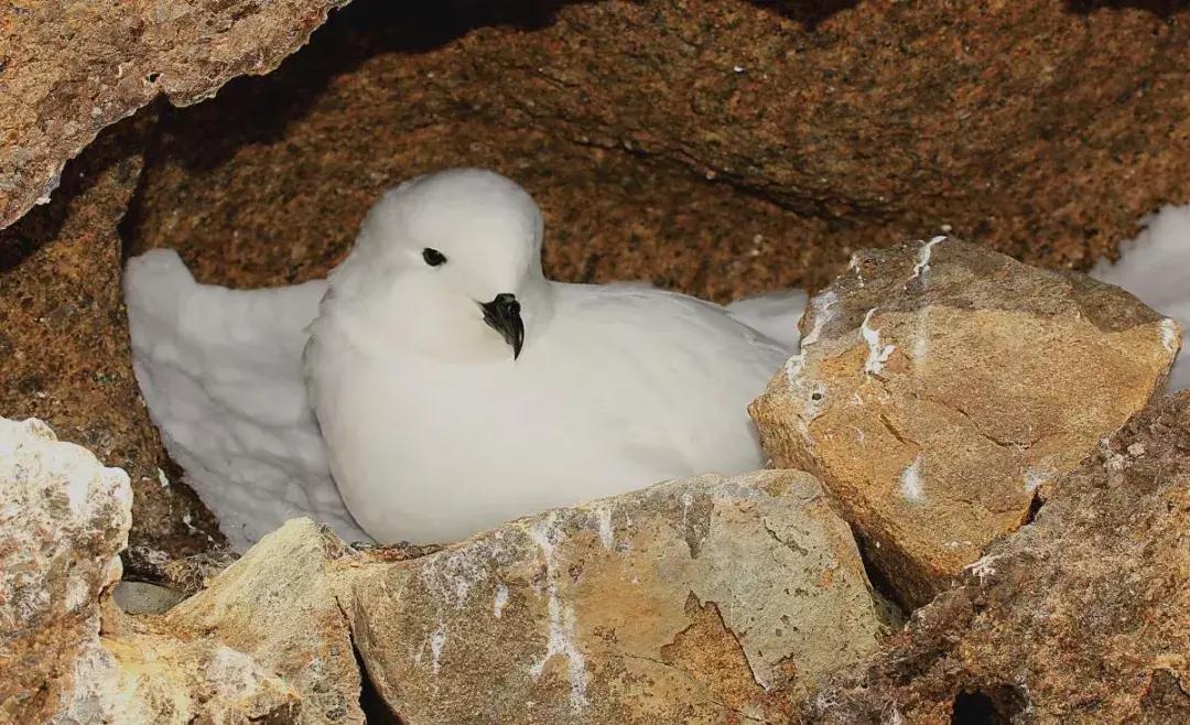 企鹅除了在南极南半球还在哪里,南极有哪些企鹅一起生活