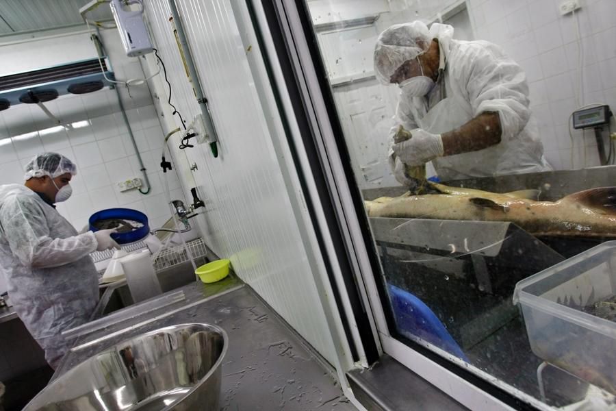 黑鱼子酱是由什么做成的,黑鱼子酱生的熟的