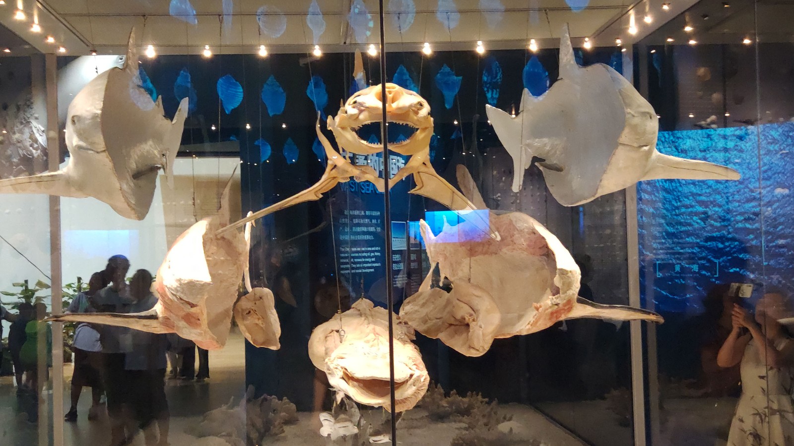 海洋博物馆带孩子游玩攻略,国家海洋博物馆最全攻略来了