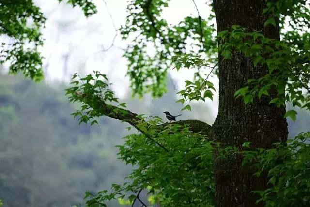 十首夏至诗词送你清凉一夏,夏至时节最美诗词与佳句