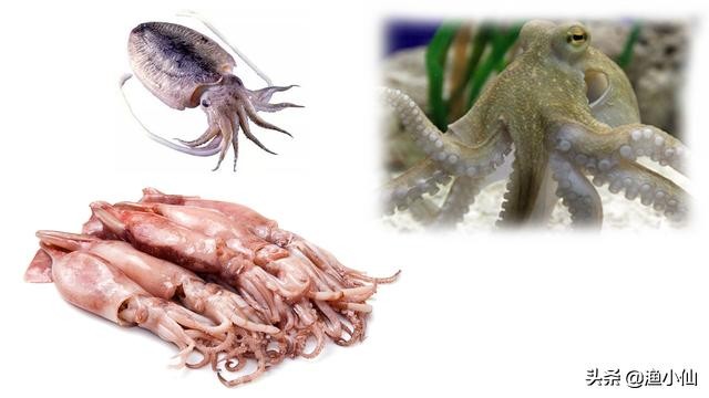 章鱼八爪鱼鱿鱼墨鱼乌贼怎么区分,一张图鱿鱼章鱼八爪鱼墨鱼的区别