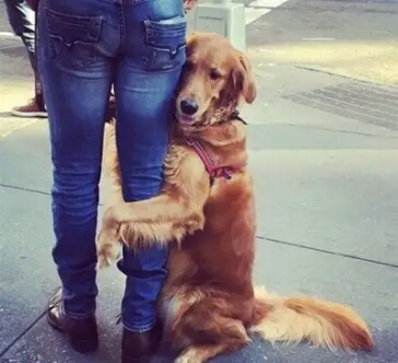 养小金毛的好处,养金毛犬的优缺点及注意事项视频